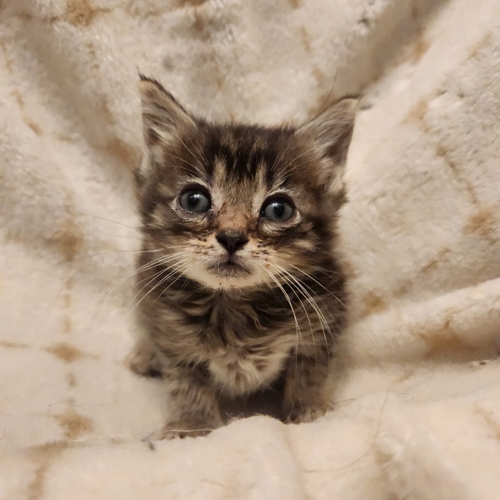 Piper