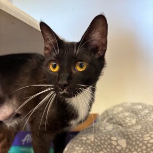Pip, Young Female Domestic Short Hair