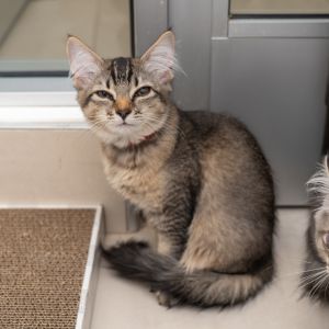 Kivik Domestic Medium Hair Cat