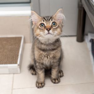 Gullaberg Domestic Medium Hair Cat