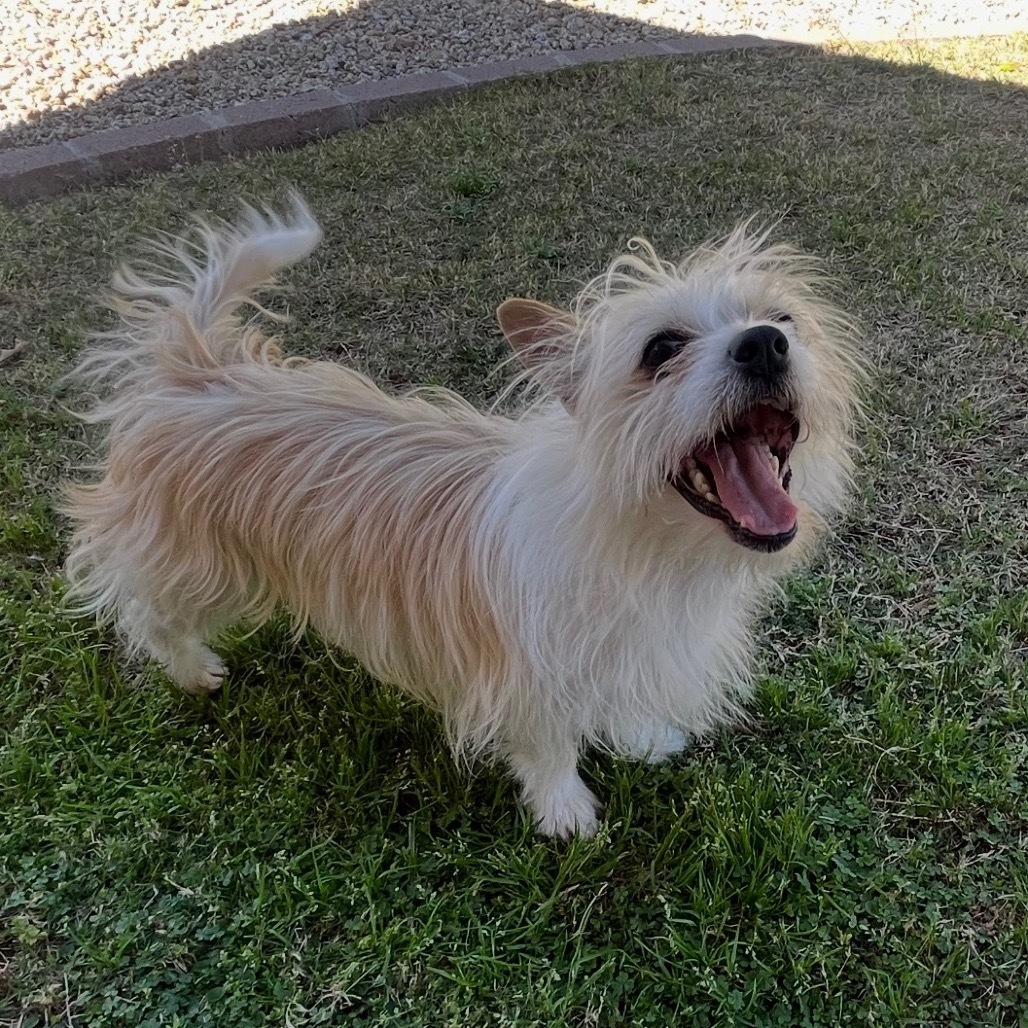 Peanut