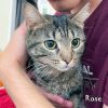 Rose @PAWZ pet cafe photo 2