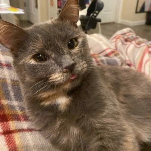 Totoro - *SPECIAL NEEDS*, Young Female Domestic Short Hair
