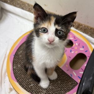 Rose, Baby Female American Shorthair