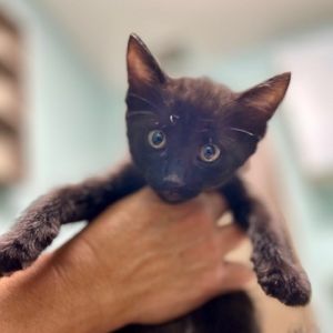 Midnight, Baby Male unknown