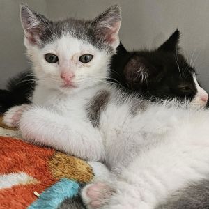 Boris Domestic Short Hair Cat