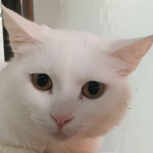 Lita Purrs is a graceful girl with a name that carries just a hint of rock n roll because every