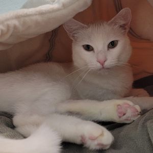 Lita Purrs is a graceful girl with a name that carries just a hint of rock n roll because every