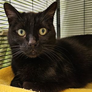 Fish is a sweet and social kitty who absolutely adores people He thrives in a home where he can be