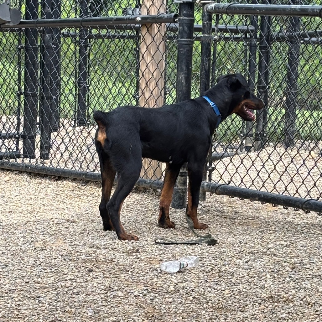 Nigel