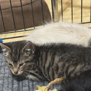 Scooby, Baby Male Domestic Short Hair