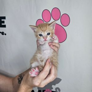 Cheeseburger, Baby Male unknown