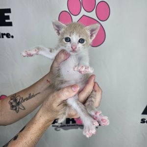Nugget, Baby Male unknown