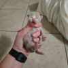 Nugget photo 2