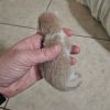 Nugget photo 3