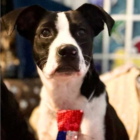 Ragan, an adoptable Terrier in Wadena, MN, 56482 | Photo Image 2