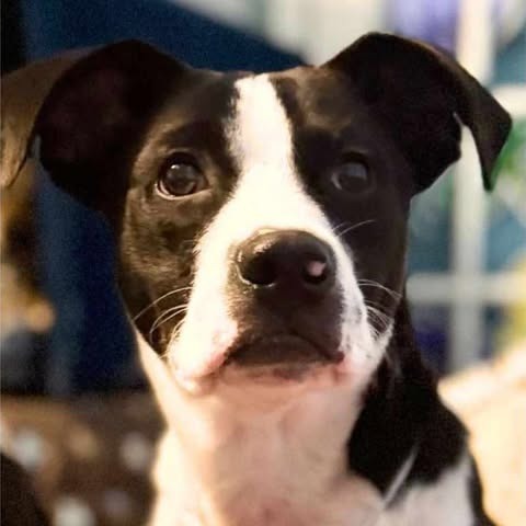 Ragan, an adoptable Terrier in Wadena, MN, 56482 | Photo Image 4