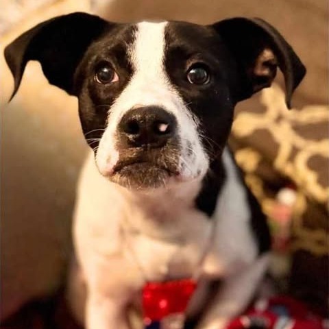 Ragan, an adoptable Terrier in Wadena, MN, 56482 | Photo Image 5