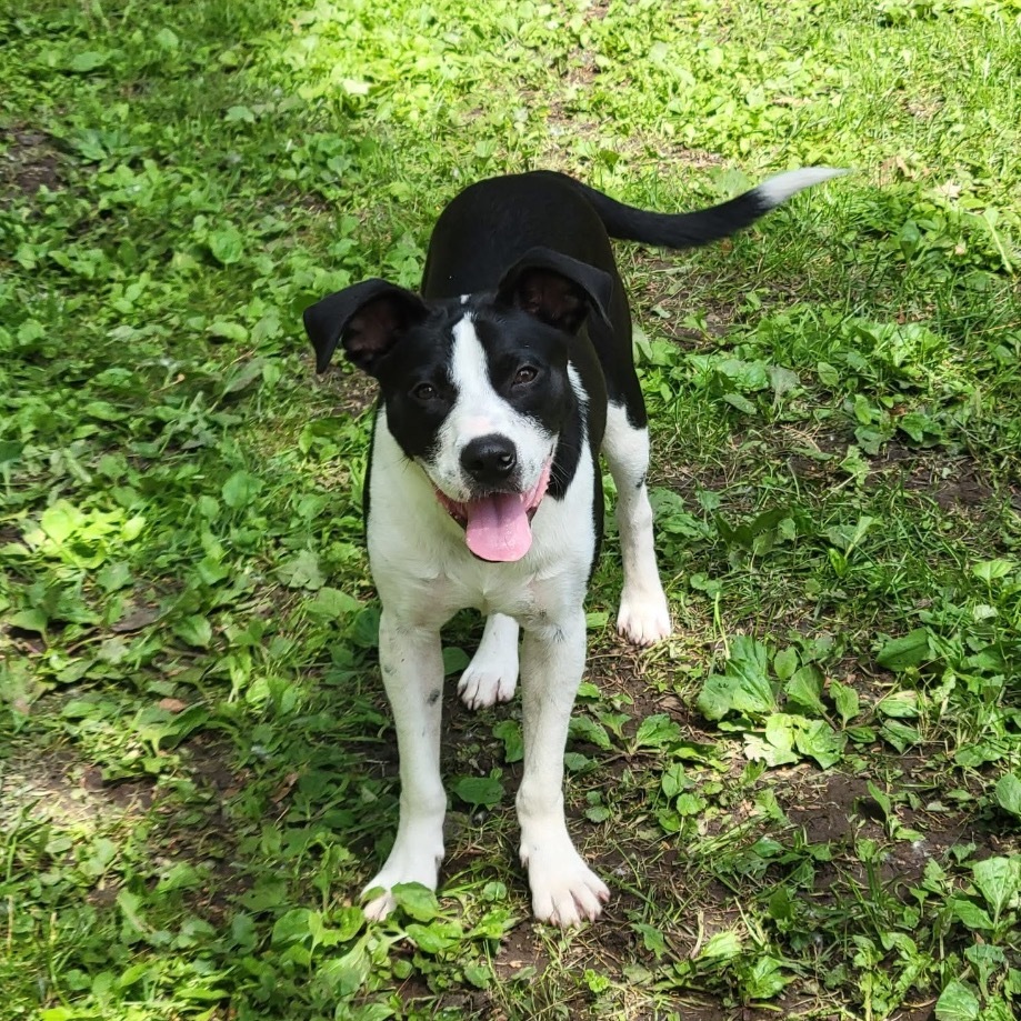 Ragan, an adoptable Terrier in Wadena, MN, 56482 | Photo Image 6