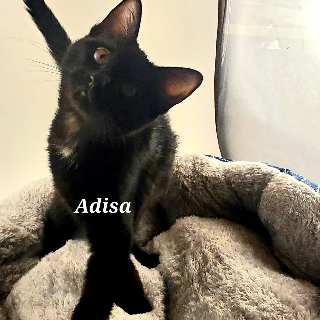 Adisa