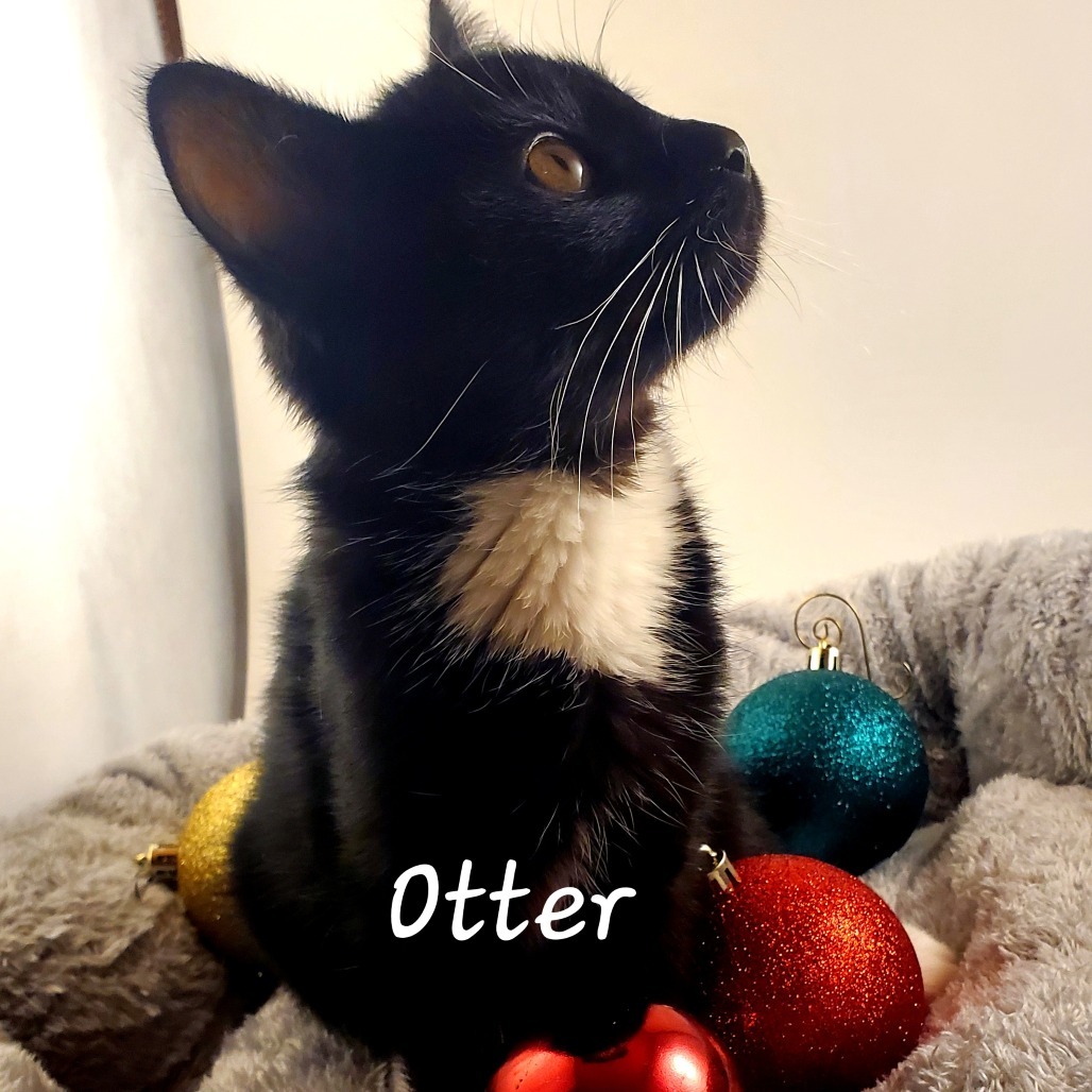 Otter