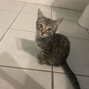 Jose Domestic Short Hair Cat