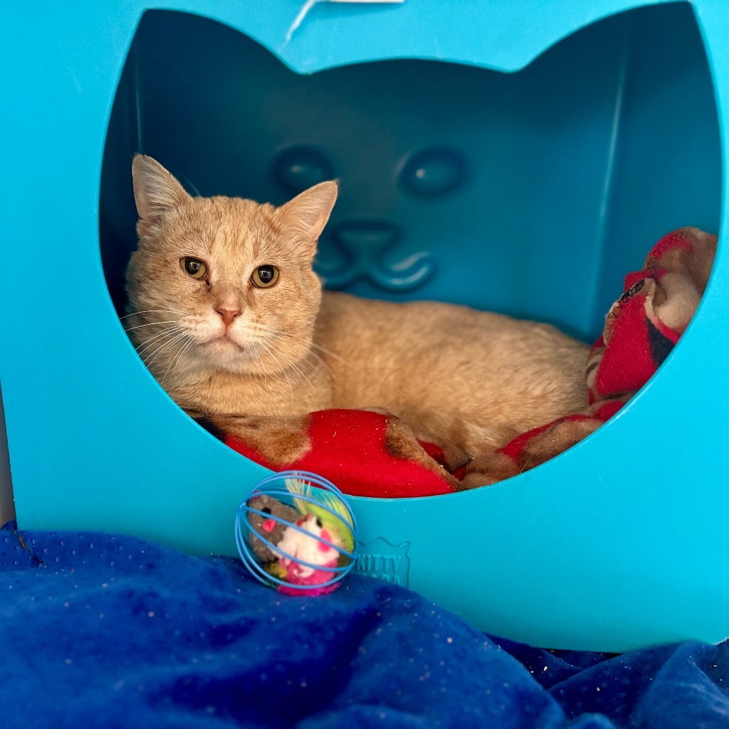 Cheddar