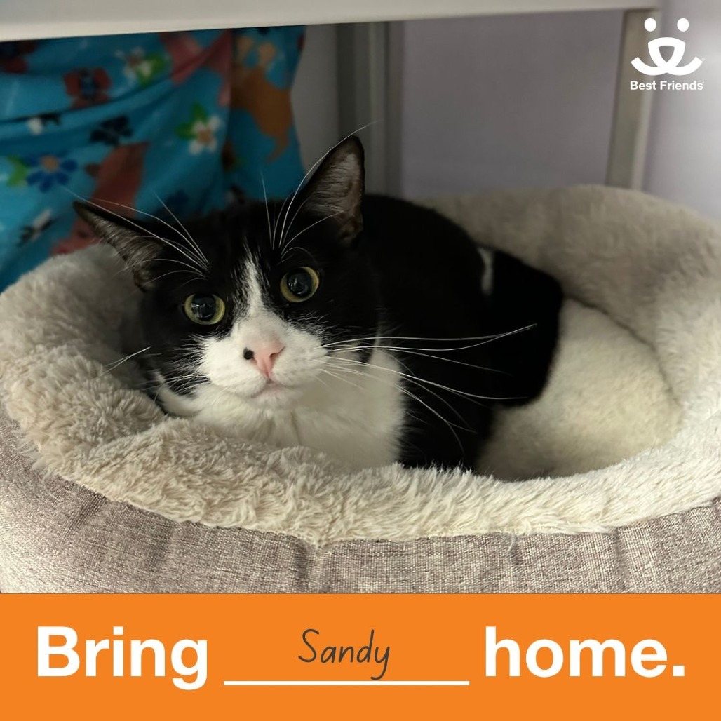 Sandy