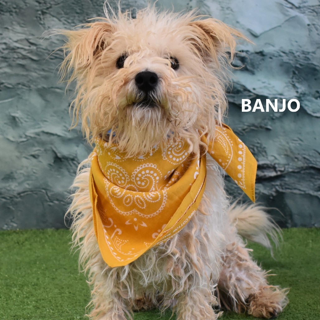 Banjo