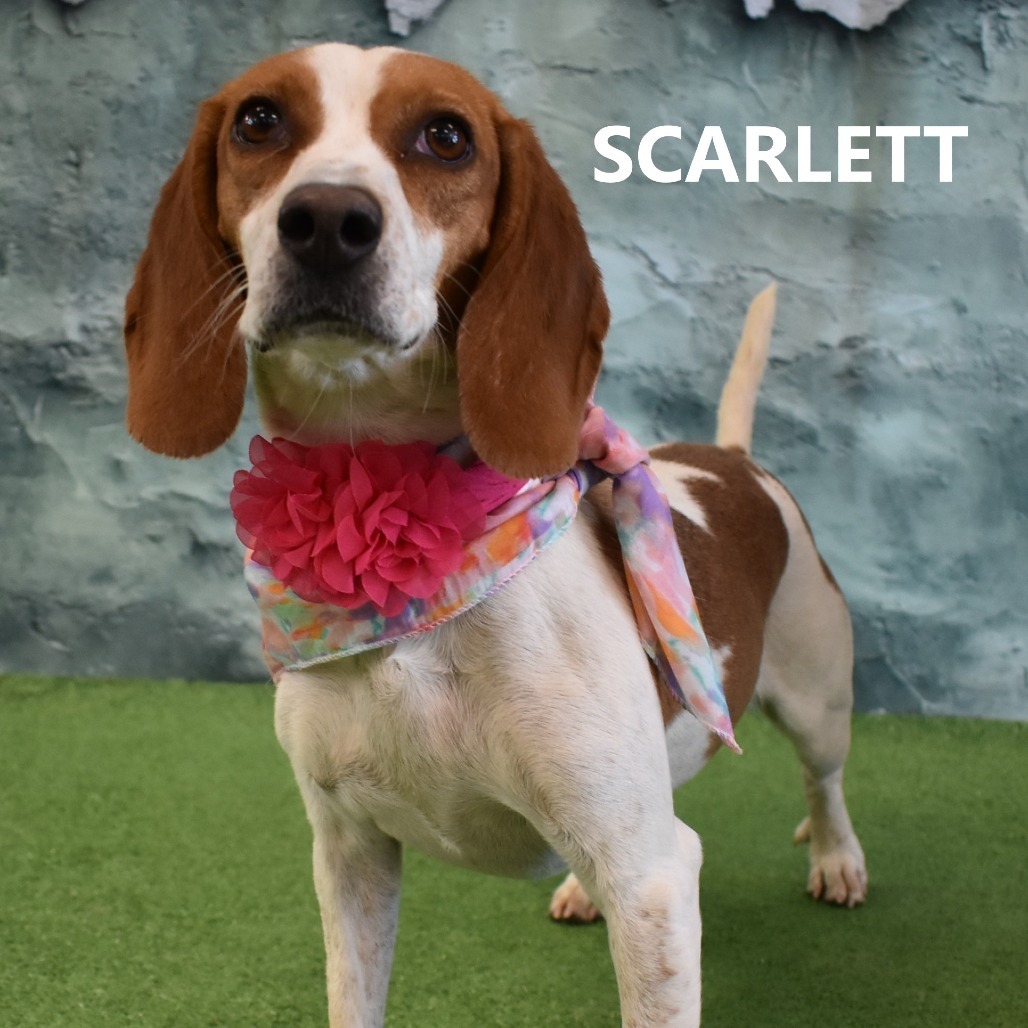 Scarlett