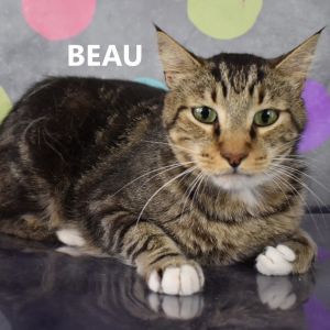 Beau, Adult Male Domestic Short Hair
