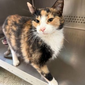 Milla, Young Female Domestic Short Hair