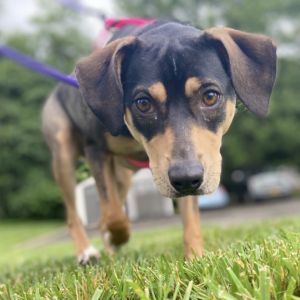 Stardust is a total catch This girl is as sweet as can be - she loves to hang out with