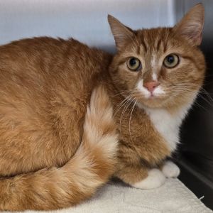 This handsome man is Tiger and when hes not busy being adorable hes winning over staff and volun