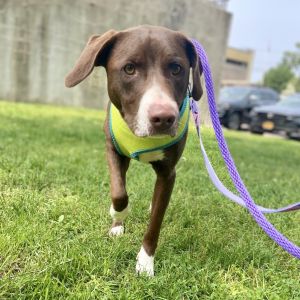 Meet Puddin who is just as sweet as her name suggests Puddin loves to play get cuddles and is an