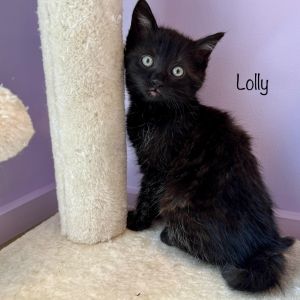 This animal has big plans this weekend to attend our mobile adoption event at Hyundai of 110 All ar