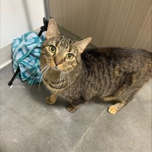 Tabitha, Adult Female Domestic Short Hair