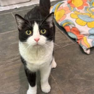Chicken Little, Adult Female Domestic Short Hair