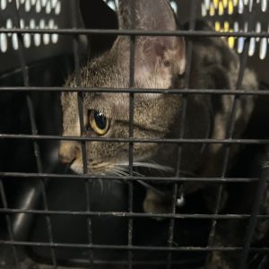 Wintermelon, Adult Female Domestic Short Hair