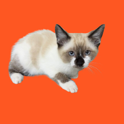 Monty