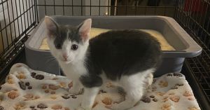 Kitty Shines : Sun Light (Bunny), Baby Male Domestic Short Hair