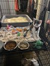 Kitty Shines : Sun Light (Bunny) photo 2