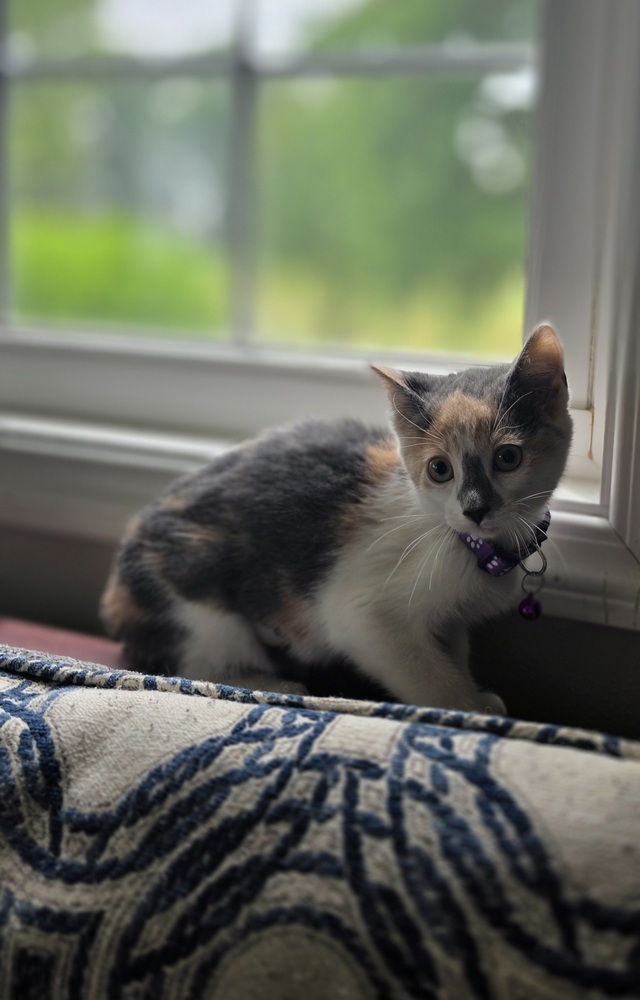 Kitty Shines : Star Bright