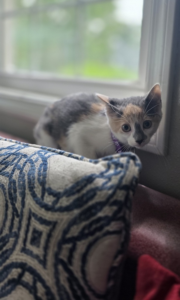 Kitty Shines : Star Bright