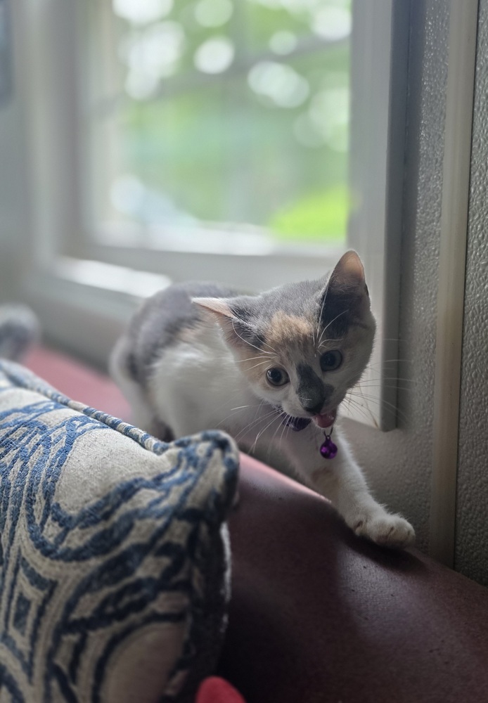 Kitty Shines : Star Bright