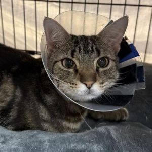 Selena Domestic Short Hair Cat