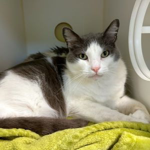 Max Domestic Short Hair Cat