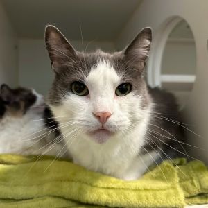 Lucy and Max are adorable and absolutely precious They are a bonded pair of 8-year-olds with lots 