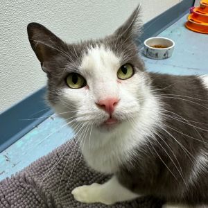 Max Domestic Short Hair Cat
