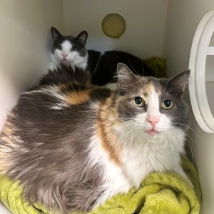 Lucy Domestic Long Hair Cat